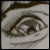 :iconSliverfall: