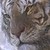 :iconslivertiger:
