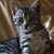 :iconsloans-assault: