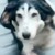 SlobadogMelosivec :iconslobadogmelosivec: