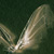 :iconslogrun: