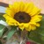 :iconslonce-z-pomaranczy: