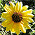 :iconsloppysunflowers: