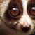 :iconslow-loris: