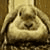 :iconSMALLBROWNFISH:
