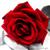 :iconsmallflover: