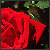 :iconsmallglasses: