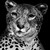 :iconsmallsushibug: