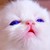 :iconsmallwhitecat: