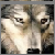 :iconsmallwolf2: