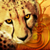 :iconsmartcheetah:
