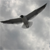 :iconsmashed-revolution:
