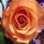 :iconsmellyroses11: