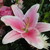 :iconsmiles1: