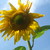 :iconsmilesandsunshine118: