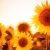 :iconsmilesilhouettes: