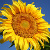 :iconsmilesunflowr: