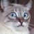 :iconsmilyfacevirus: