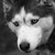 :iconsmithtastic: