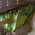 :iconsmoke-and-shadows87:
