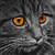 :iconsmokey2524: