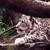 :iconsmokeywild: