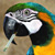 :iconsmokingparrot: