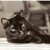 :iconsmolderinggoldeneyes: