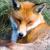 :iconsmoothfox-stock: