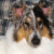 :iconSmoothie-Pride: