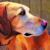:iconsn0odles: