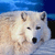 :iconsn0wwolfmiracle: