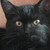:iconsnaileh: