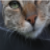 :iconsnaiperxtreatz:
