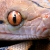 :iconSnakeGeneration-club: