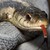 SnakeOfSneakySnakes :iconsnakeofsneakysnakes:
