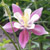 :iconsnakophoto: