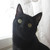 :iconsnanacat: