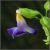 :iconsnap-dragon09: