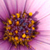 :iconsnap-happy: