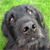 :iconsnapcapture:
