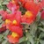 :iconsnapdragon-photos: