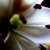 :iconsnapmemories: