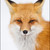:iconsnappa222006: