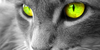 group avatar