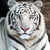 :iconsnare-lover: