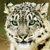 :iconsneakynz: