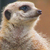 :iconsnerkie: