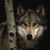 :iconsniperwolf-bh: