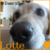 :iconsnippetsforfree: